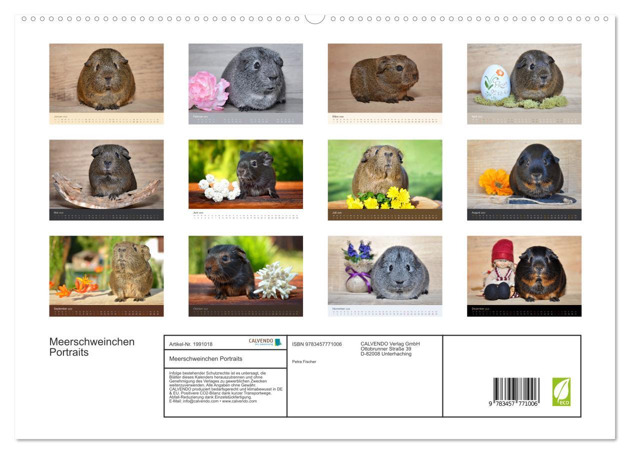 Beispielinhalt (Bild) Meerschweinchen Portraits (hochwertiger Premium Wandkalender 2026 DIN A2 quer), Kunstdruck in Hochglanz