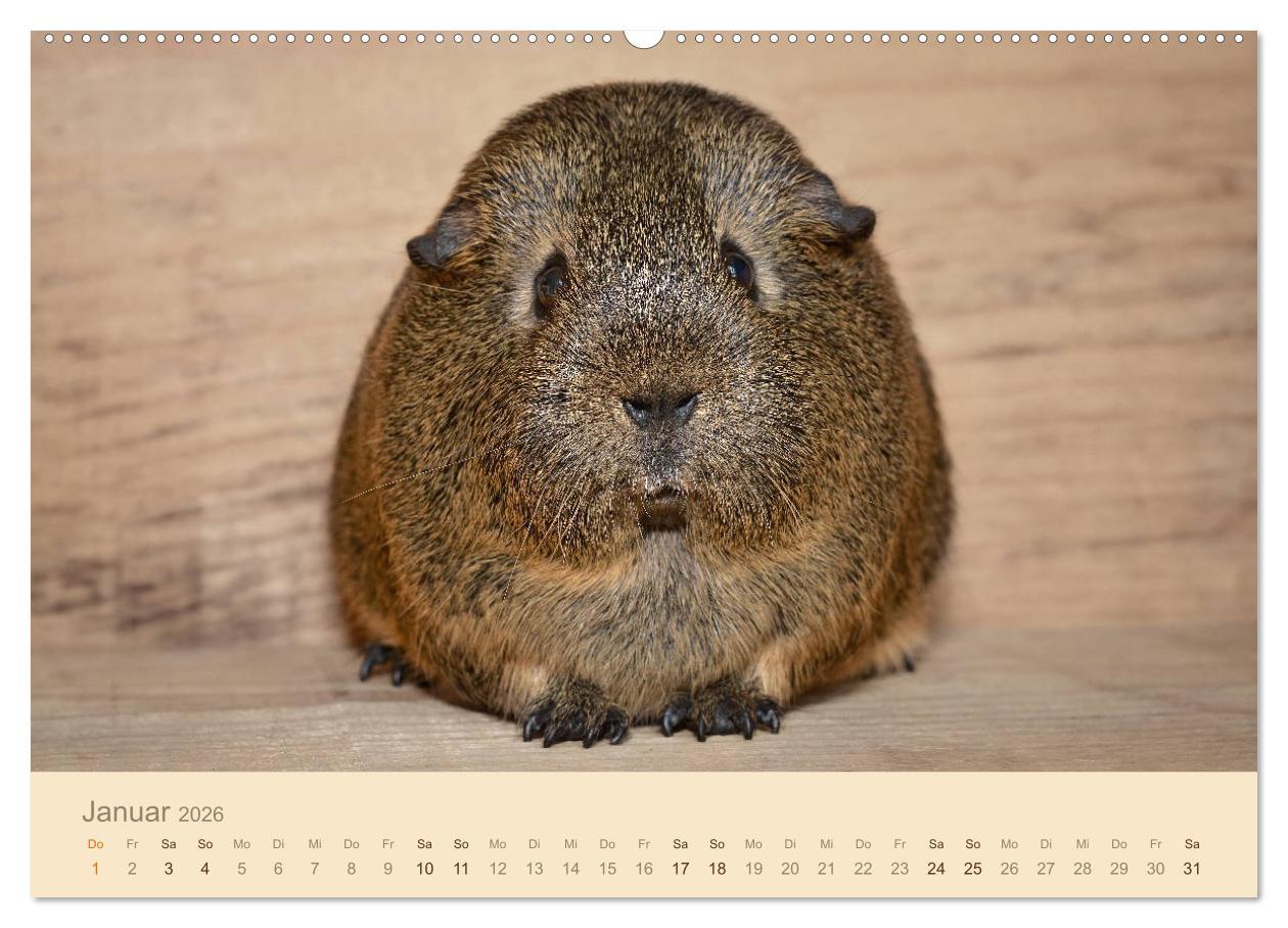 Beispielinhalt (Bild) Meerschweinchen Portraits (hochwertiger Premium Wandkalender 2026 DIN A2 quer), Kunstdruck in Hochglanz