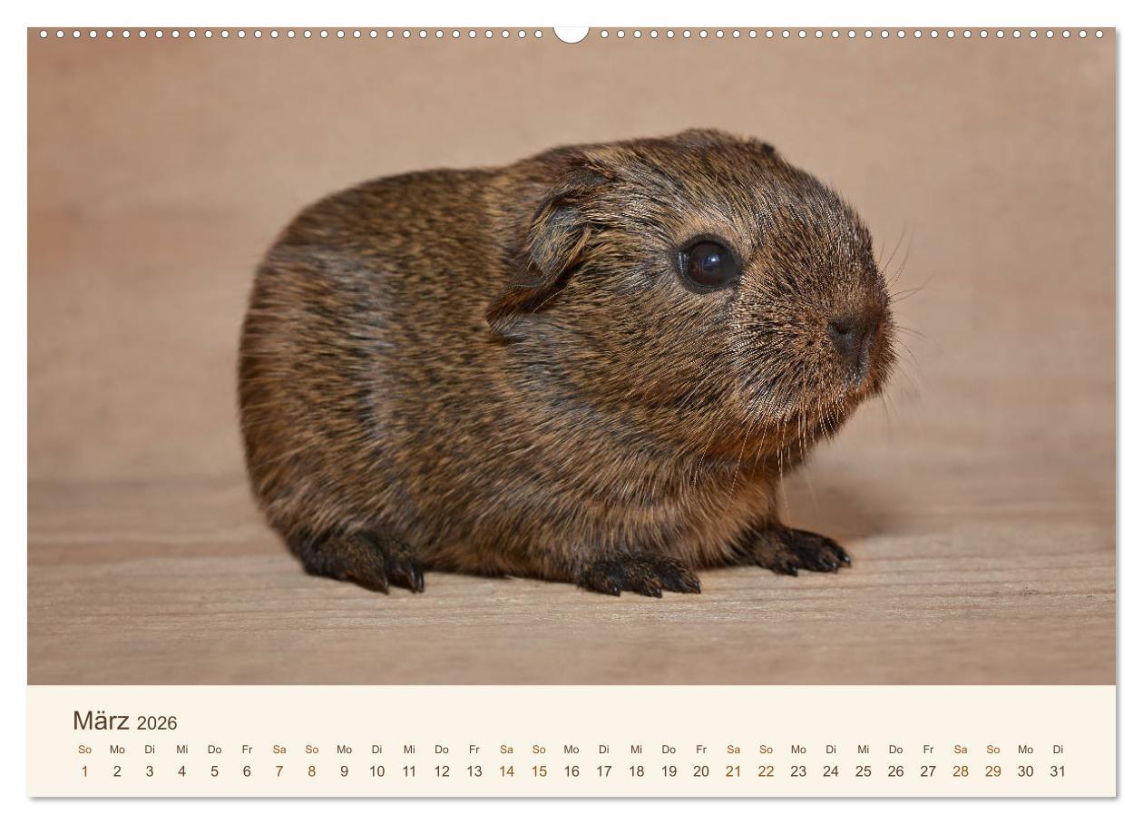 Beispielinhalt (Bild) Meerschweinchen Portraits (hochwertiger Premium Wandkalender 2026 DIN A2 quer), Kunstdruck in Hochglanz
