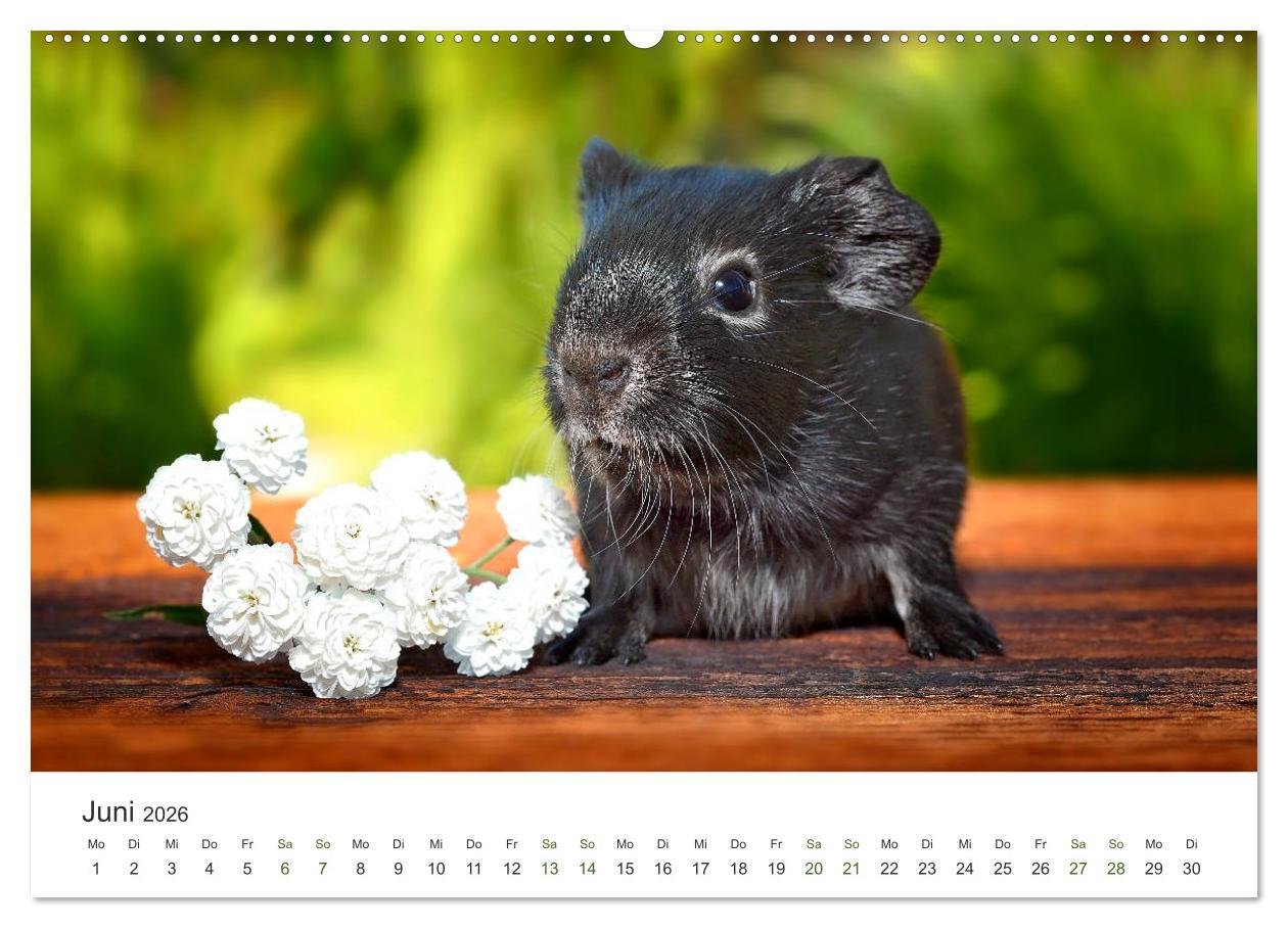 Beispielinhalt (Bild) Meerschweinchen Portraits (hochwertiger Premium Wandkalender 2026 DIN A2 quer), Kunstdruck in Hochglanz
