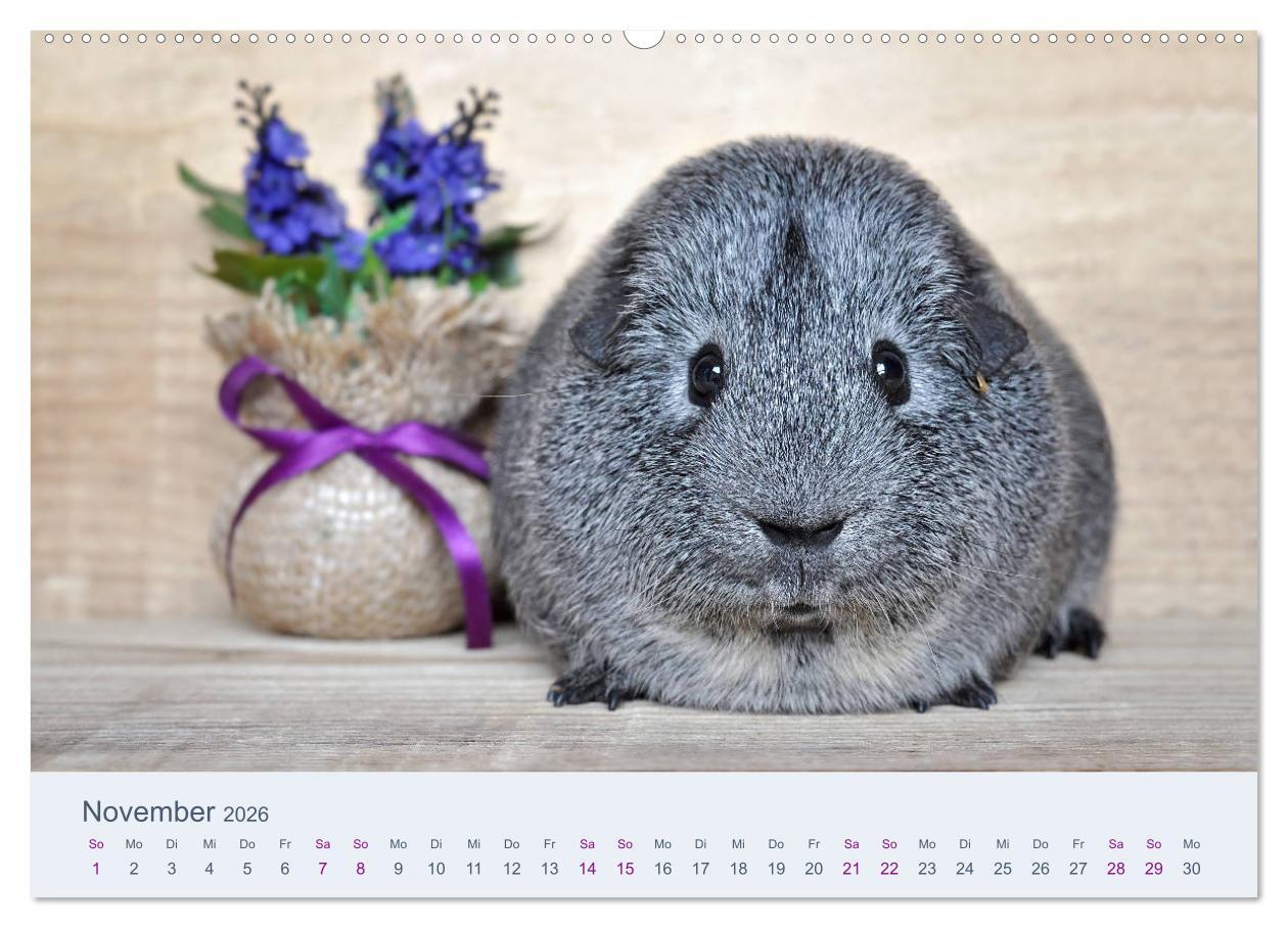 Beispielinhalt (Bild) Meerschweinchen Portraits (hochwertiger Premium Wandkalender 2026 DIN A2 quer), Kunstdruck in Hochglanz