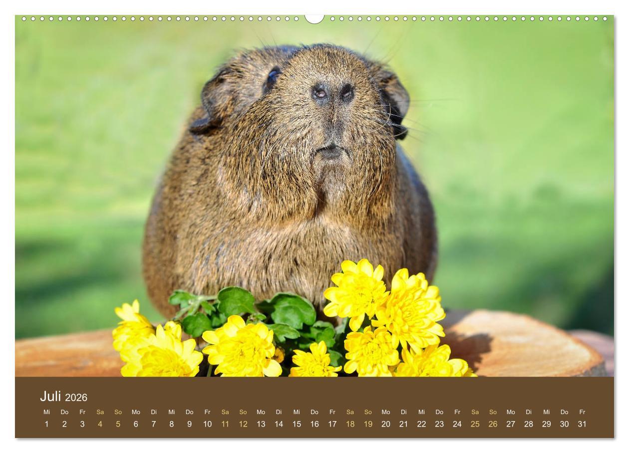 Beispielinhalt (Bild) Meerschweinchen Portraits (hochwertiger Premium Wandkalender 2026 DIN A2 quer), Kunstdruck in Hochglanz
