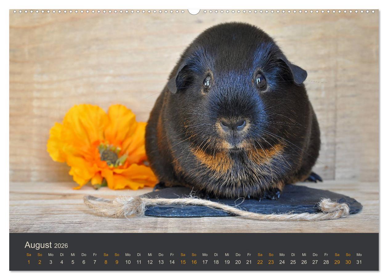 Beispielinhalt (Bild) Meerschweinchen Portraits (hochwertiger Premium Wandkalender 2026 DIN A2 quer), Kunstdruck in Hochglanz