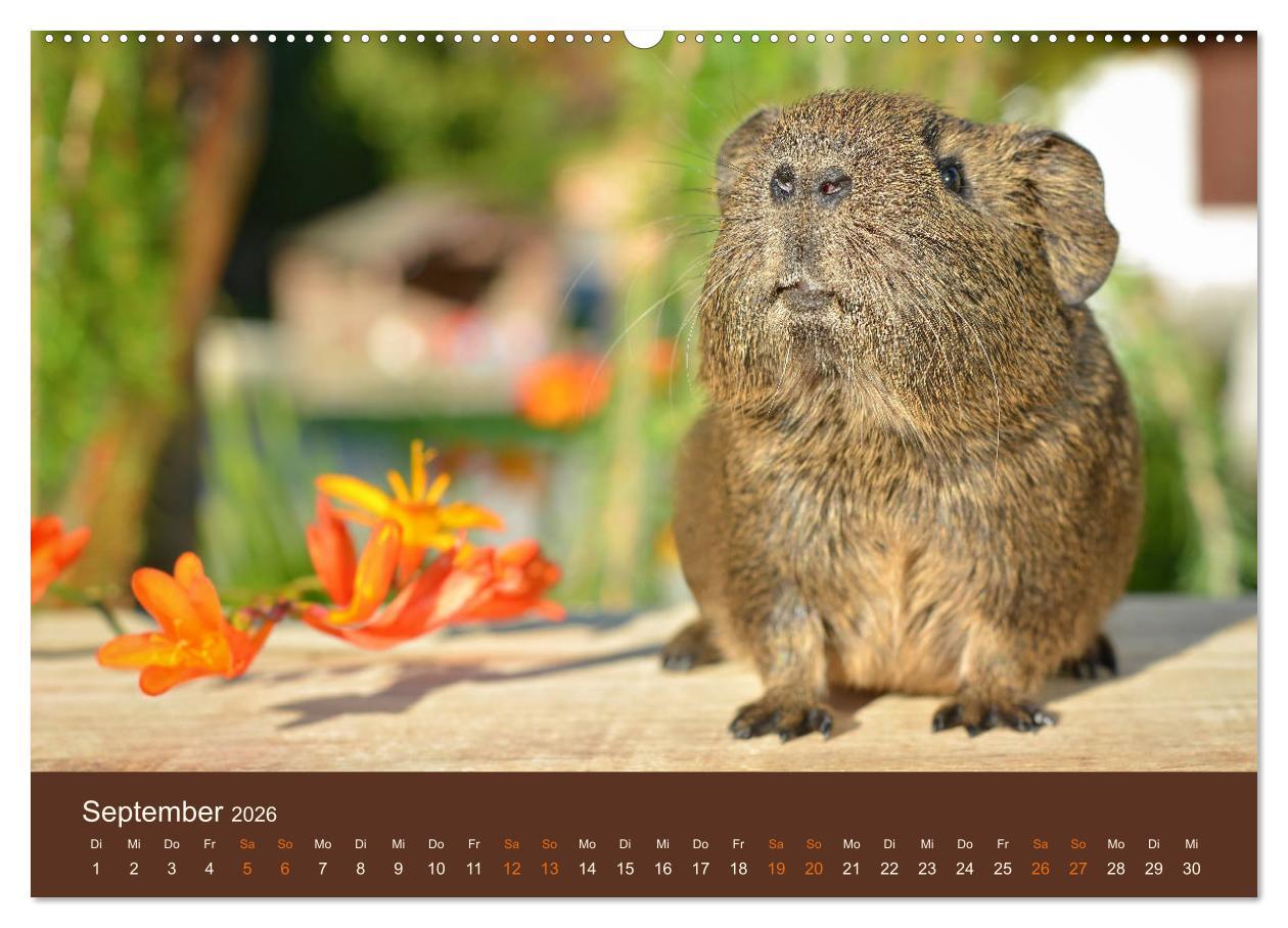 Beispielinhalt (Bild) Meerschweinchen Portraits (hochwertiger Premium Wandkalender 2026 DIN A2 quer), Kunstdruck in Hochglanz