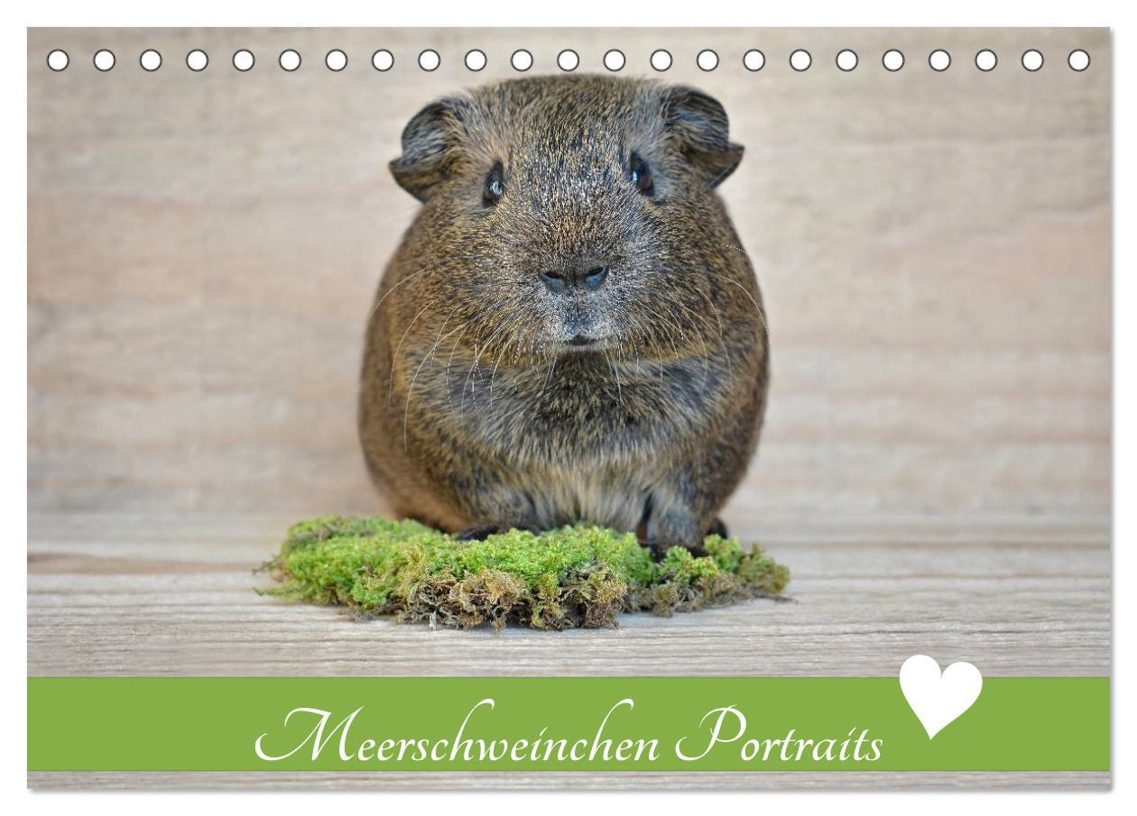 Vorderes Coverbild Meerschweinchen Portraits (Tischkalender 2026 DIN A5 quer), CALVENDO Monatskalender