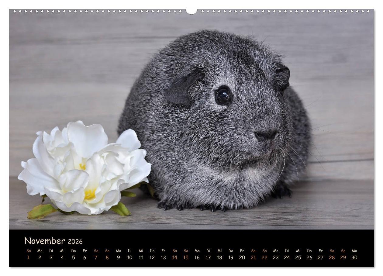 Beispielinhalt (Bild) Meerschweinchen - Kleine süße Fellnasen (Wandkalender 2026 DIN A2 quer), CALVENDO Monatskalender