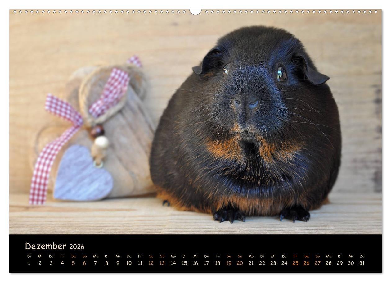 Beispielinhalt (Bild) Meerschweinchen - Kleine süße Fellnasen (Wandkalender 2026 DIN A2 quer), CALVENDO Monatskalender