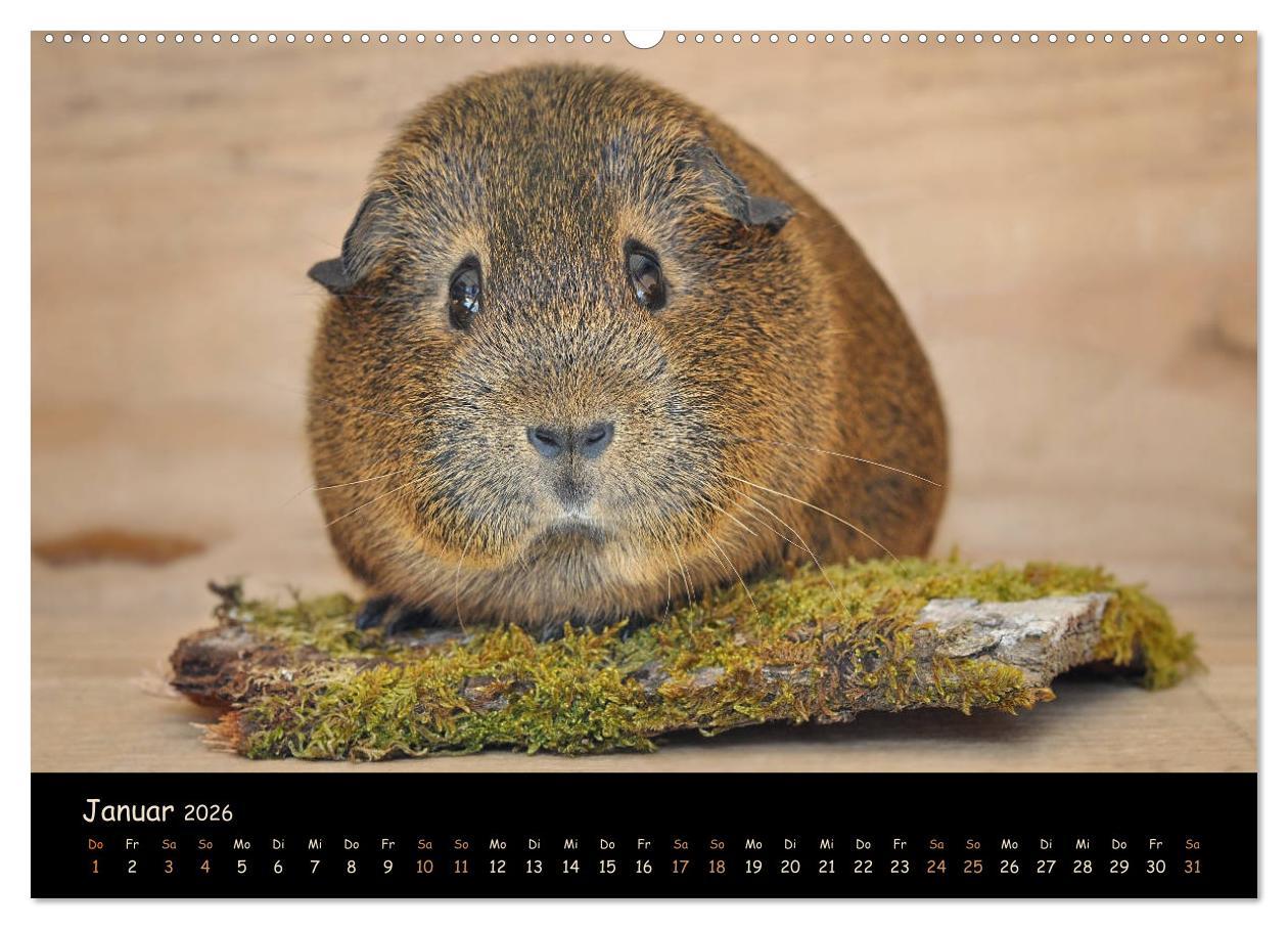 Beispielinhalt (Bild) Meerschweinchen - Kleine süße Fellnasen (Wandkalender 2026 DIN A2 quer), CALVENDO Monatskalender