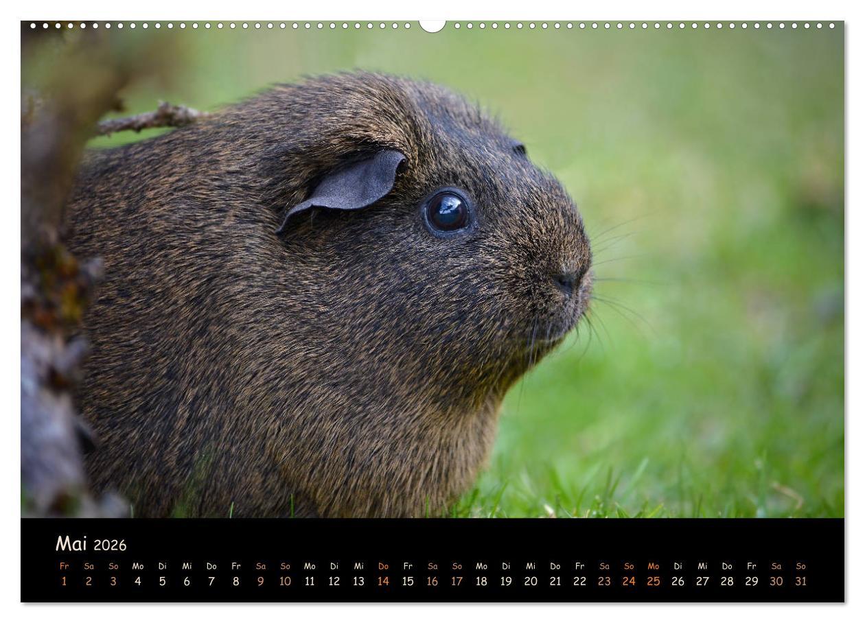 Beispielinhalt (Bild) Meerschweinchen - Kleine süße Fellnasen (Wandkalender 2026 DIN A2 quer), CALVENDO Monatskalender