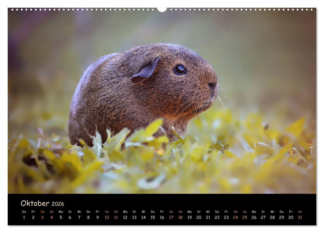Beispielinhalt (Bild) Meerschweinchen - Kleine süße Fellnasen (Wandkalender 2026 DIN A2 quer), CALVENDO Monatskalender