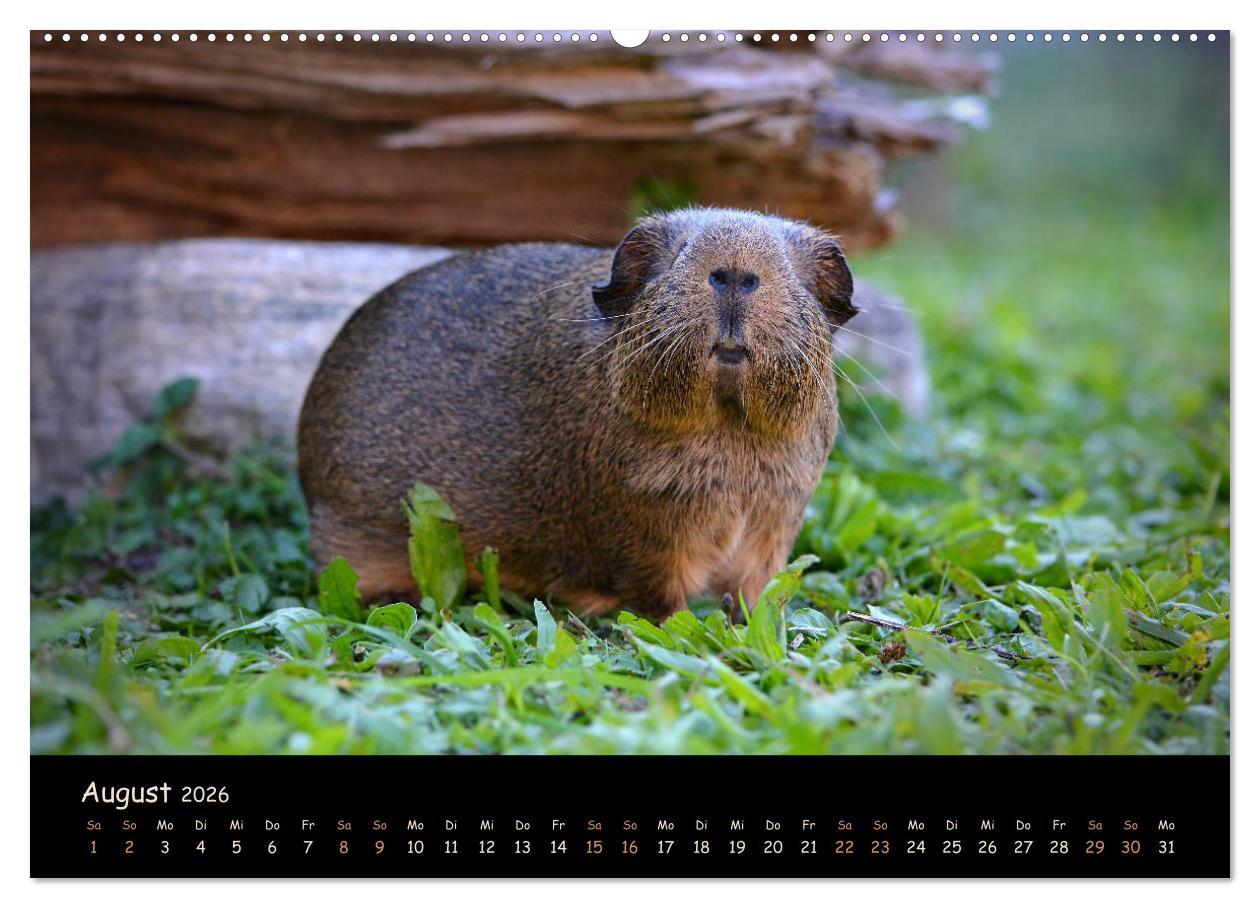 Beispielinhalt (Bild) Meerschweinchen - Kleine süße Fellnasen (Wandkalender 2026 DIN A2 quer), CALVENDO Monatskalender
