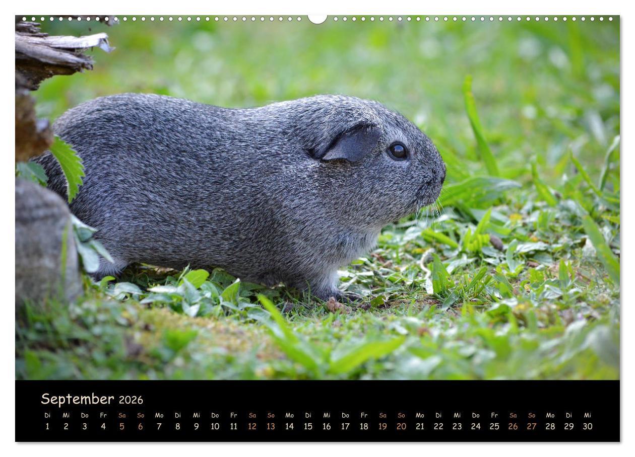 Beispielinhalt (Bild) Meerschweinchen - Kleine süße Fellnasen (Wandkalender 2026 DIN A2 quer), CALVENDO Monatskalender