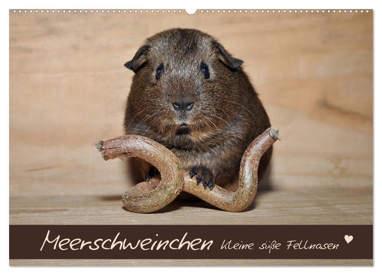 Vorderes Coverbild Meerschweinchen - Kleine süße Fellnasen (Wandkalender 2026 DIN A2 quer), CALVENDO Monatskalender