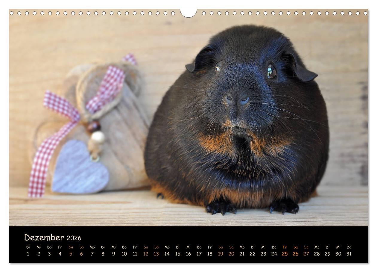 Beispielinhalt (Bild) Meerschweinchen - Kleine süße Fellnasen (Wandkalender 2026 DIN A3 quer), CALVENDO Monatskalender
