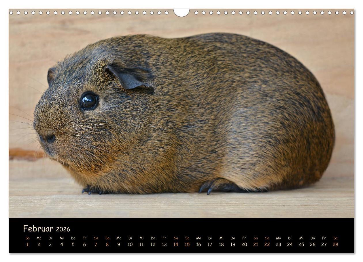 Beispielinhalt (Bild) Meerschweinchen - Kleine süße Fellnasen (Wandkalender 2026 DIN A3 quer), CALVENDO Monatskalender