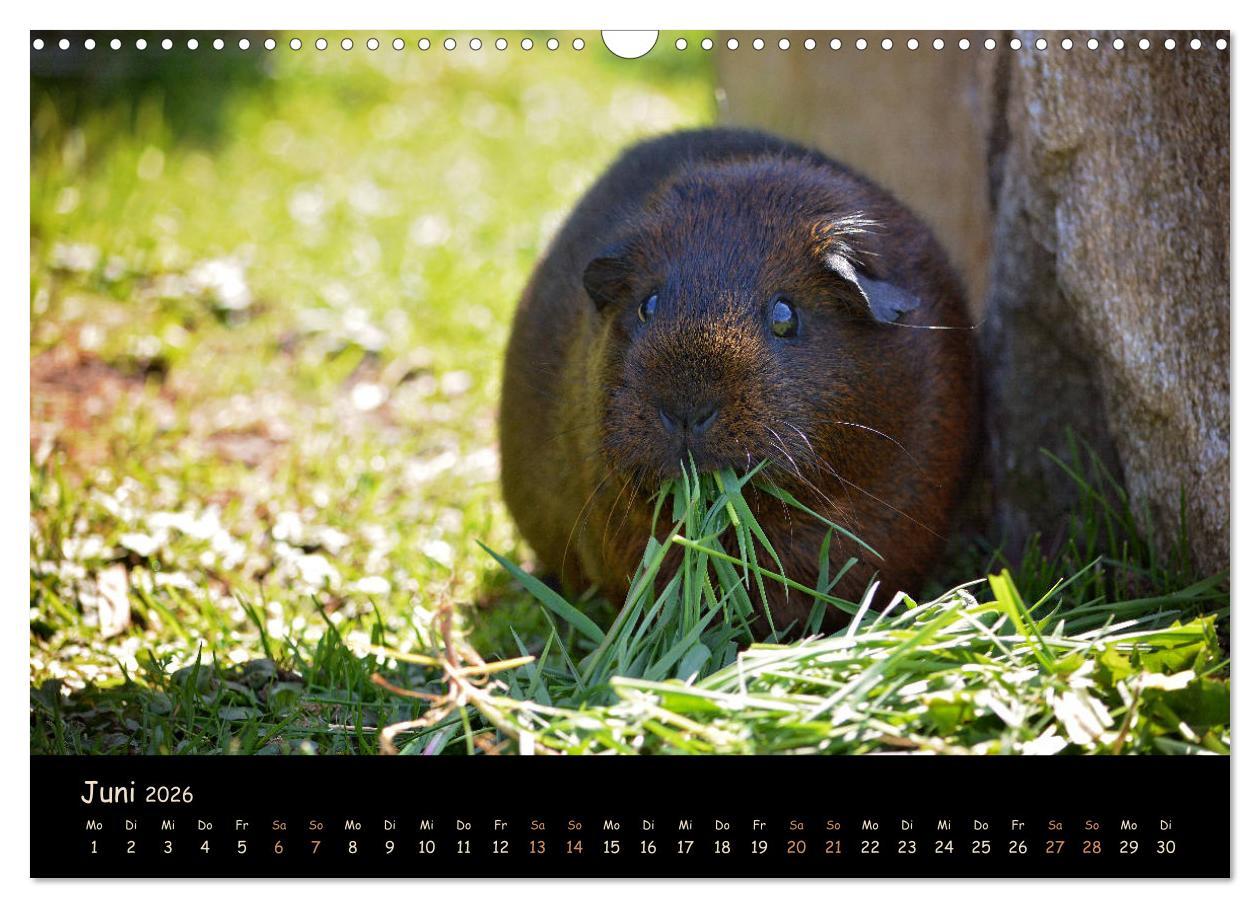 Beispielinhalt (Bild) Meerschweinchen - Kleine süße Fellnasen (Wandkalender 2026 DIN A3 quer), CALVENDO Monatskalender