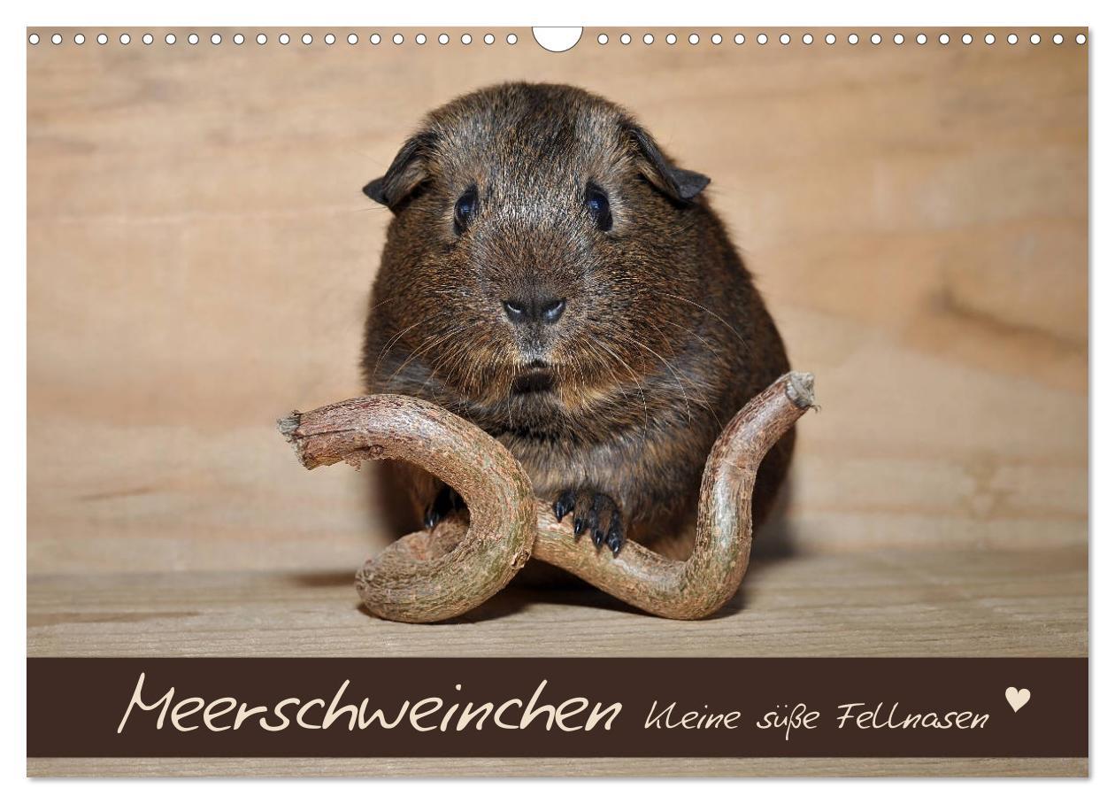 Vorderes Coverbild Meerschweinchen - Kleine süße Fellnasen (Wandkalender 2026 DIN A3 quer), CALVENDO Monatskalender