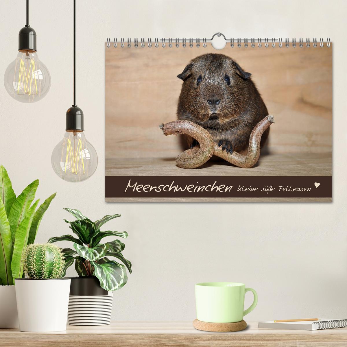 Beispielinhalt (Bild) Meerschweinchen - Kleine süße Fellnasen (Wandkalender 2026 DIN A4 quer), CALVENDO Monatskalender
