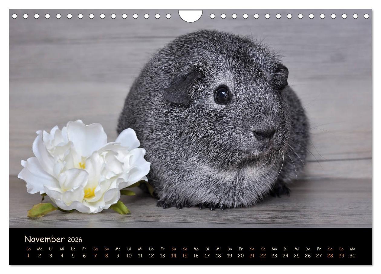 Beispielinhalt (Bild) Meerschweinchen - Kleine süße Fellnasen (Wandkalender 2026 DIN A4 quer), CALVENDO Monatskalender