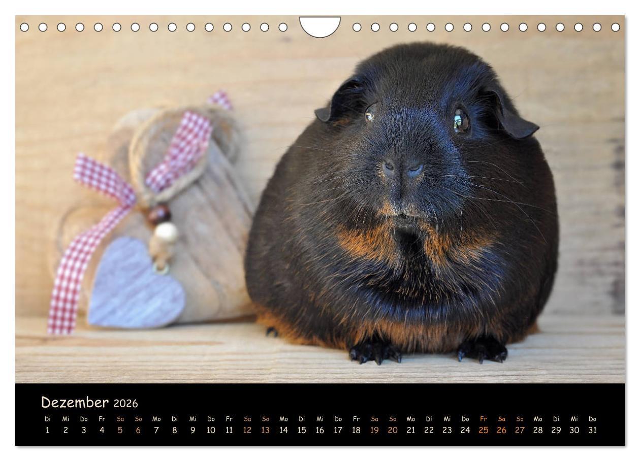 Beispielinhalt (Bild) Meerschweinchen - Kleine süße Fellnasen (Wandkalender 2026 DIN A4 quer), CALVENDO Monatskalender