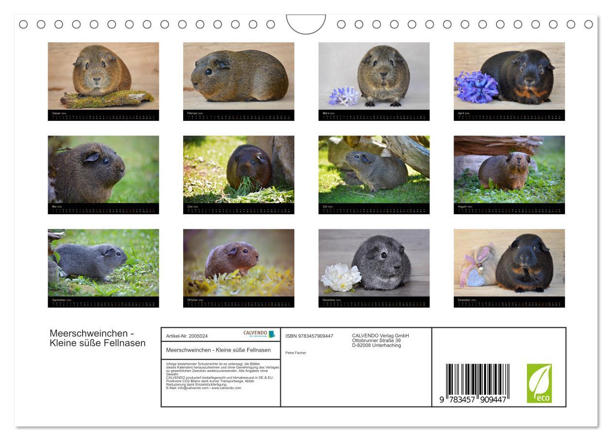 Beispielinhalt (Bild) Meerschweinchen - Kleine süße Fellnasen (Wandkalender 2026 DIN A4 quer), CALVENDO Monatskalender