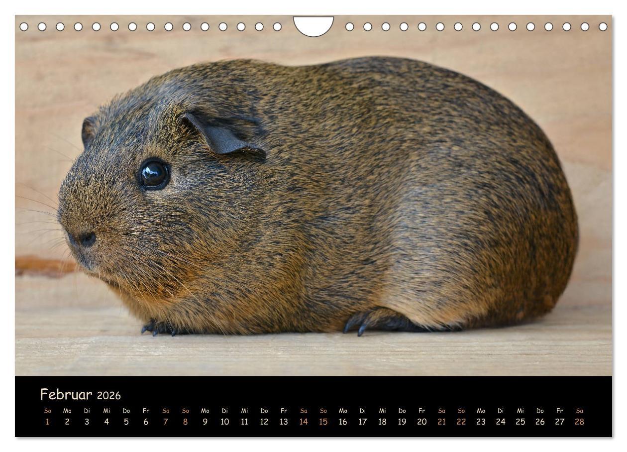 Beispielinhalt (Bild) Meerschweinchen - Kleine süße Fellnasen (Wandkalender 2026 DIN A4 quer), CALVENDO Monatskalender