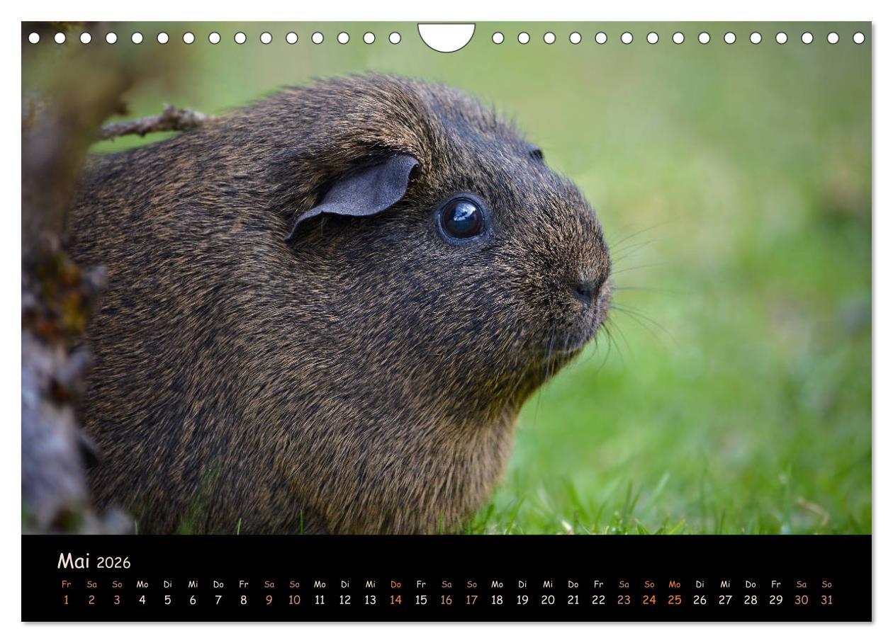 Beispielinhalt (Bild) Meerschweinchen - Kleine süße Fellnasen (Wandkalender 2026 DIN A4 quer), CALVENDO Monatskalender