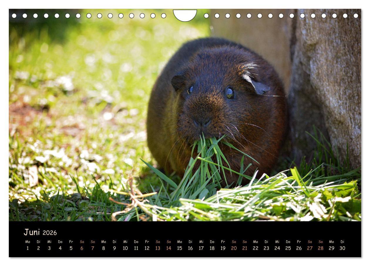 Beispielinhalt (Bild) Meerschweinchen - Kleine süße Fellnasen (Wandkalender 2026 DIN A4 quer), CALVENDO Monatskalender