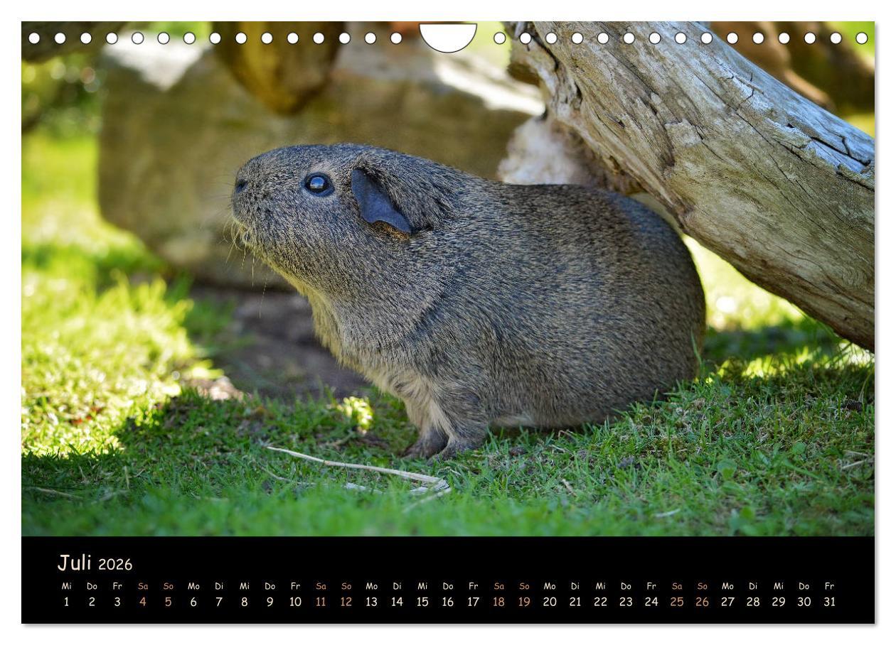 Beispielinhalt (Bild) Meerschweinchen - Kleine süße Fellnasen (Wandkalender 2026 DIN A4 quer), CALVENDO Monatskalender