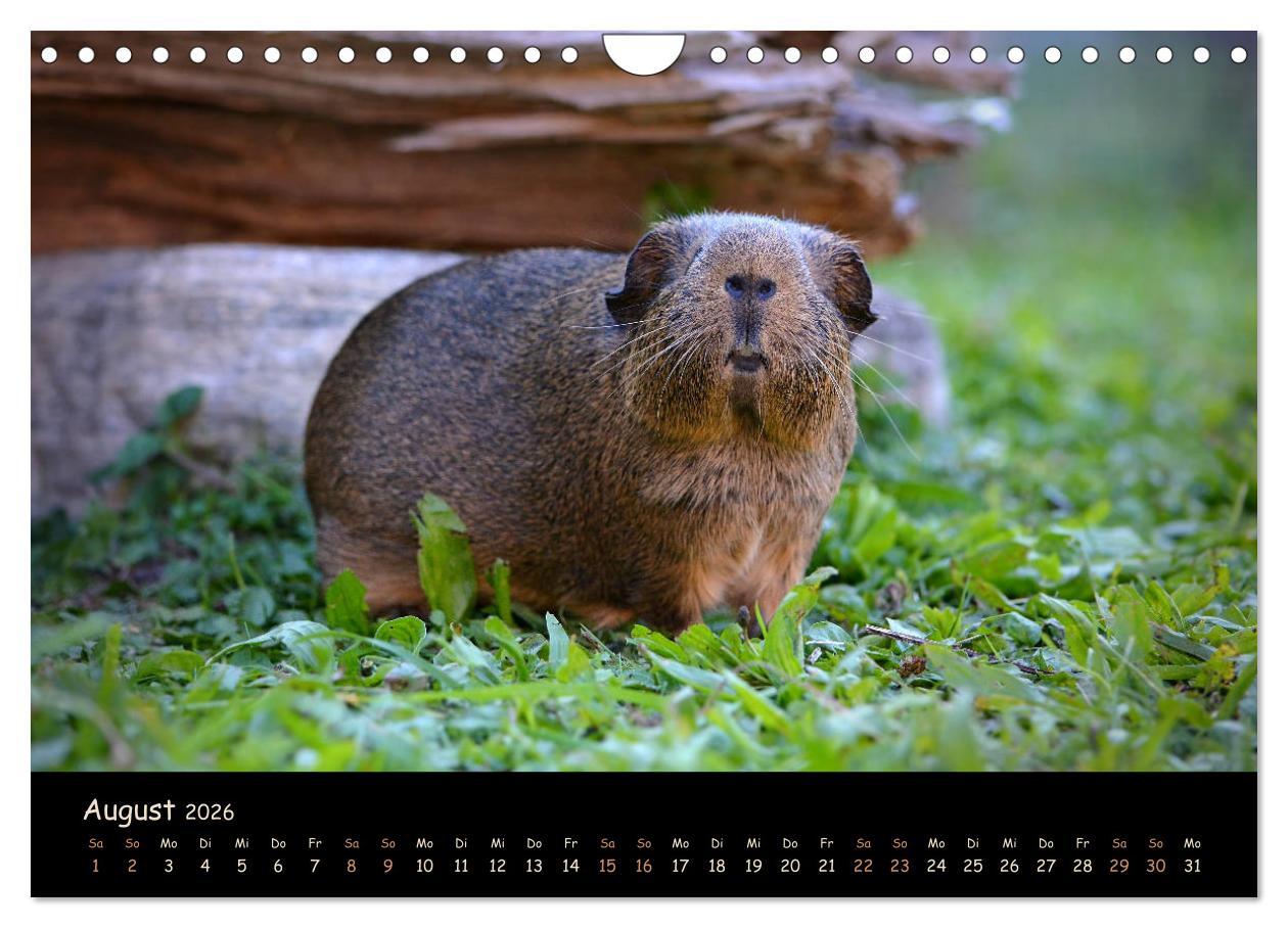 Beispielinhalt (Bild) Meerschweinchen - Kleine süße Fellnasen (Wandkalender 2026 DIN A4 quer), CALVENDO Monatskalender