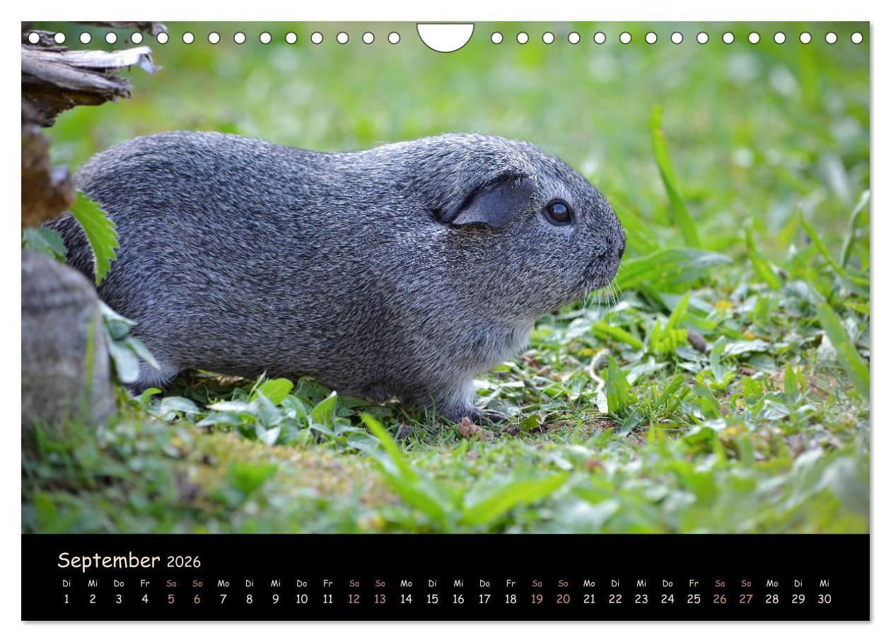 Beispielinhalt (Bild) Meerschweinchen - Kleine süße Fellnasen (Wandkalender 2026 DIN A4 quer), CALVENDO Monatskalender