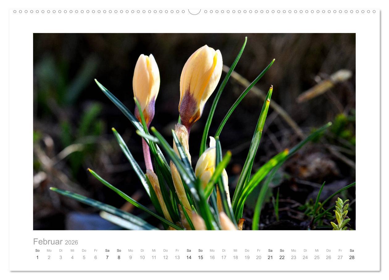 Beispielinhalt (Bild) Blumen zart und schön (hochwertiger Premium Wandkalender 2026 DIN A2 quer), Kunstdruck in Hochglanz