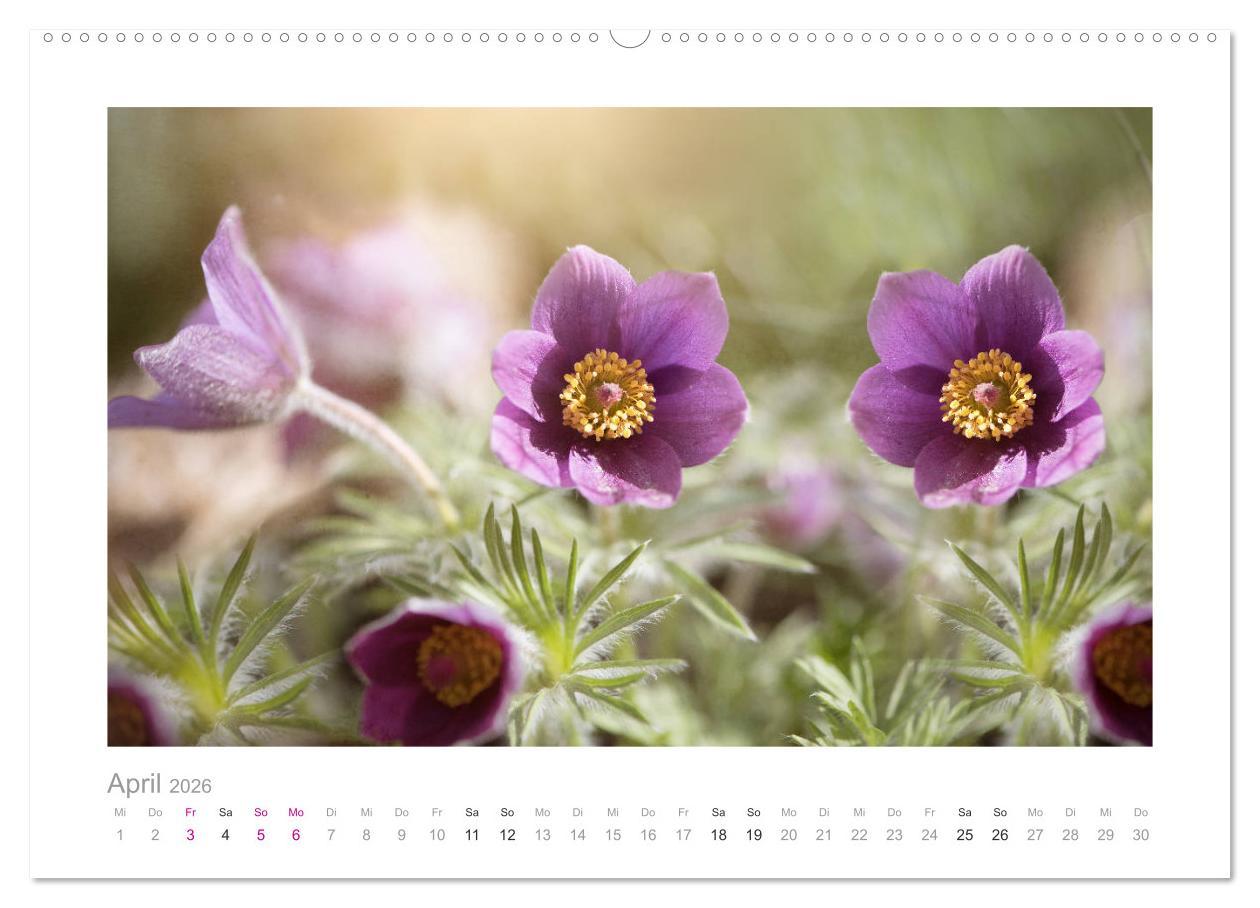 Beispielinhalt (Bild) Blumen zart und schön (hochwertiger Premium Wandkalender 2026 DIN A2 quer), Kunstdruck in Hochglanz