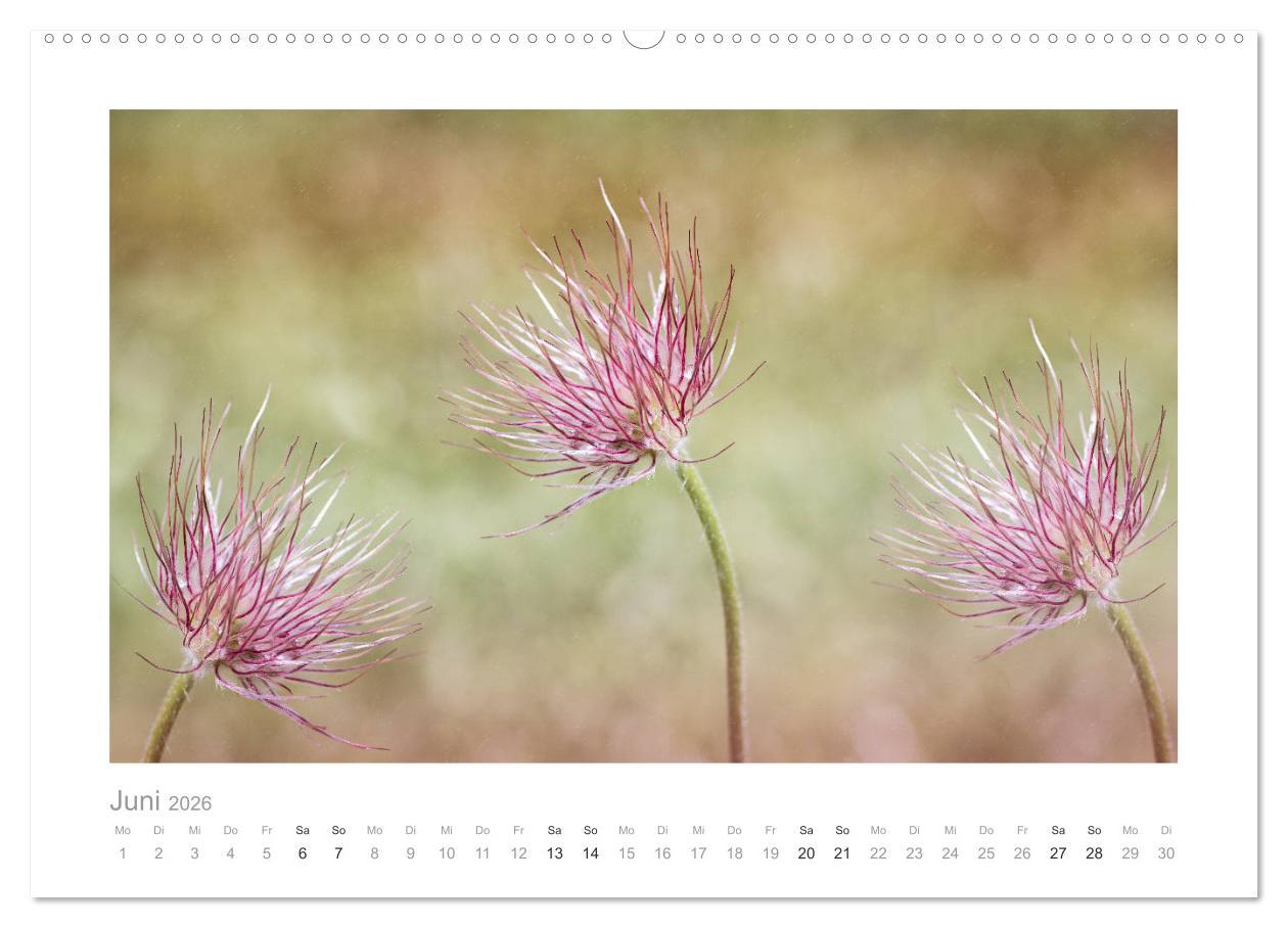 Beispielinhalt (Bild) Blumen zart und schön (hochwertiger Premium Wandkalender 2026 DIN A2 quer), Kunstdruck in Hochglanz