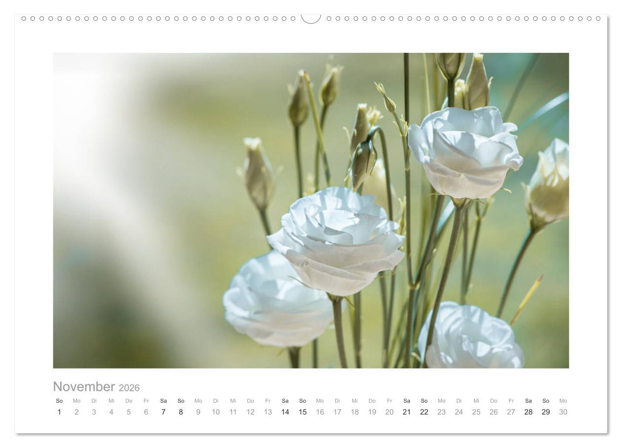 Beispielinhalt (Bild) Blumen zart und schön (hochwertiger Premium Wandkalender 2026 DIN A2 quer), Kunstdruck in Hochglanz