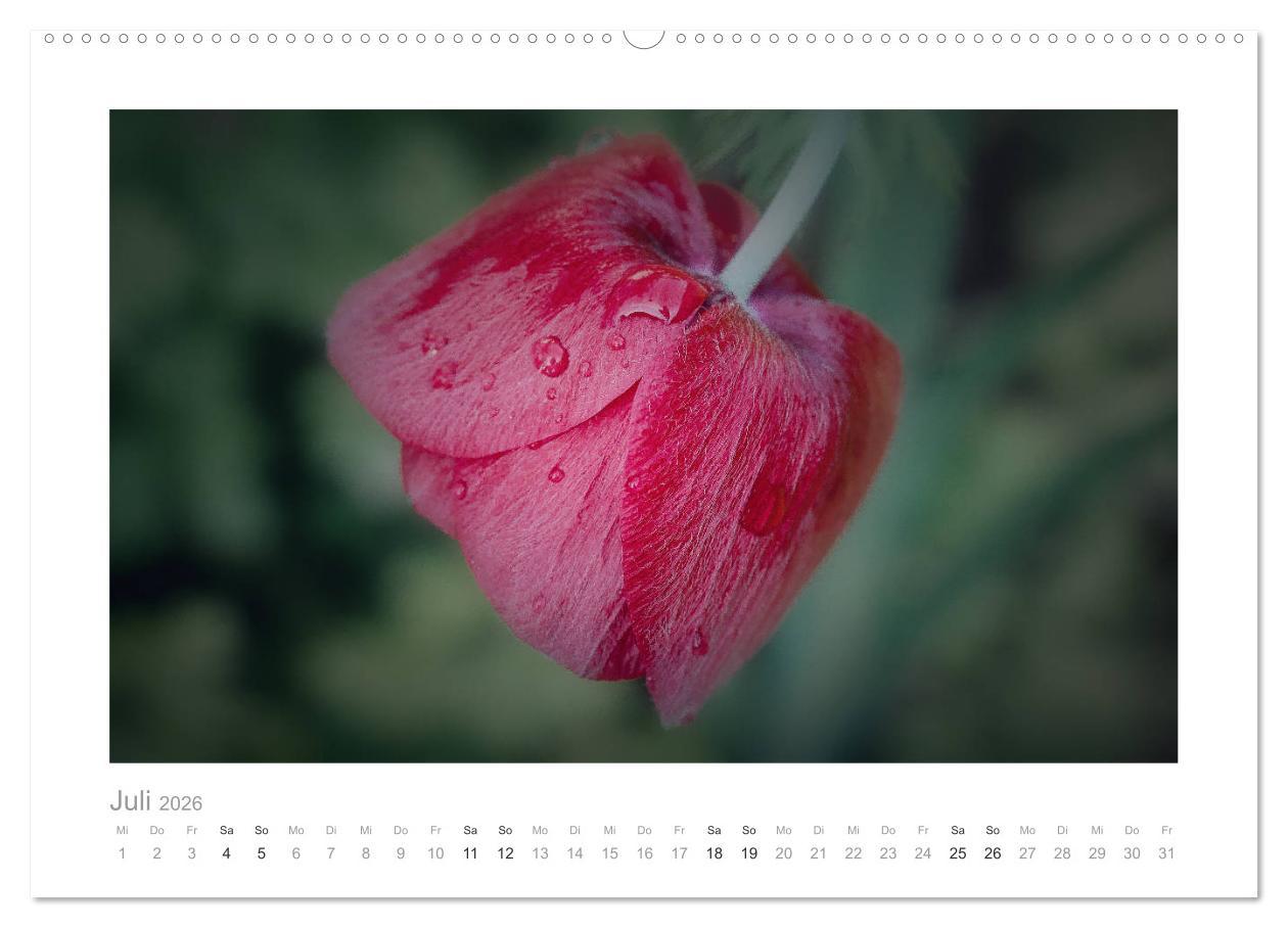 Beispielinhalt (Bild) Blumen zart und schön (hochwertiger Premium Wandkalender 2026 DIN A2 quer), Kunstdruck in Hochglanz