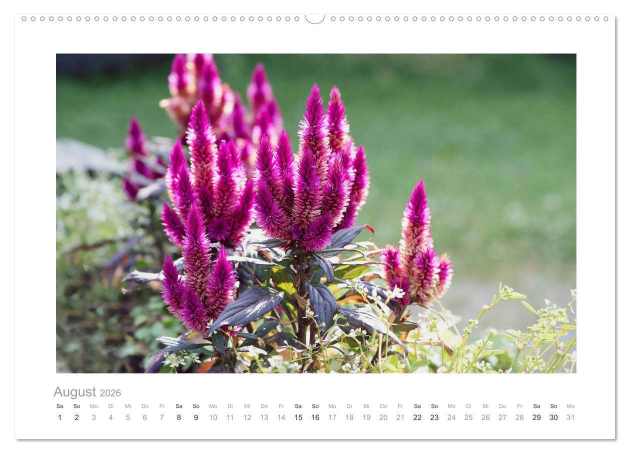 Beispielinhalt (Bild) Blumen zart und schön (hochwertiger Premium Wandkalender 2026 DIN A2 quer), Kunstdruck in Hochglanz
