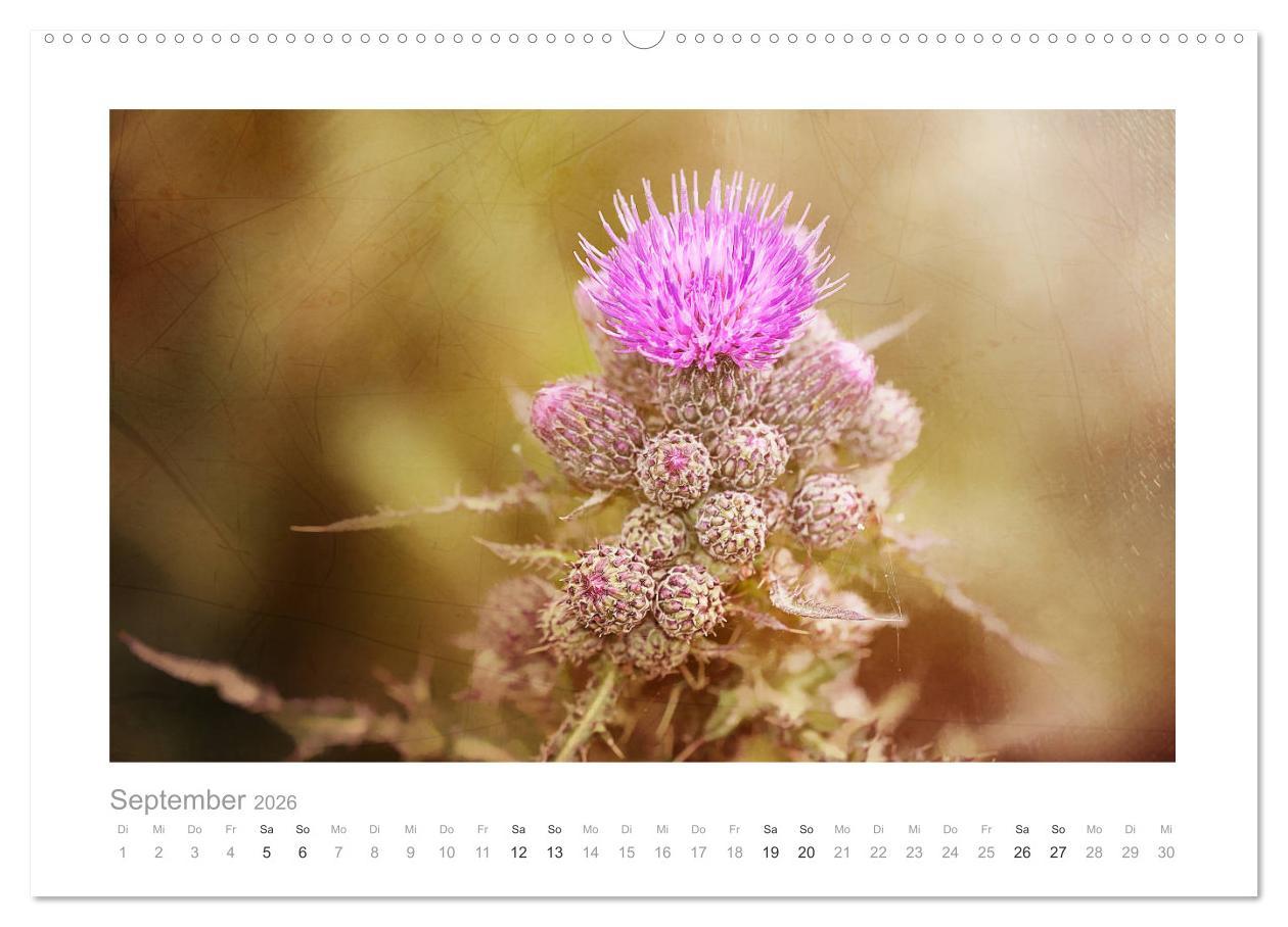 Beispielinhalt (Bild) Blumen zart und schön (hochwertiger Premium Wandkalender 2026 DIN A2 quer), Kunstdruck in Hochglanz