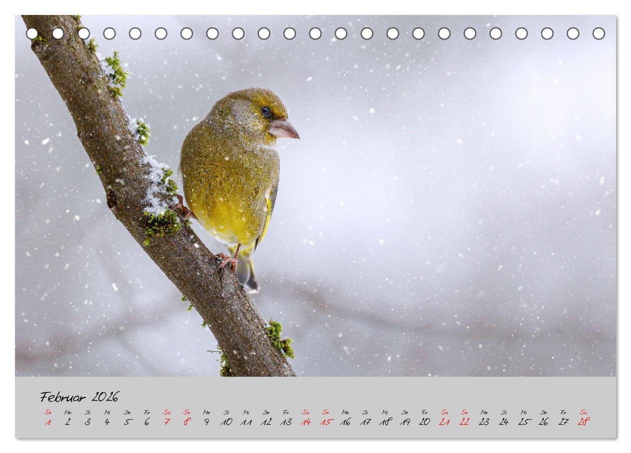 Beispielinhalt (Bild) Bunte Vögel am Futterplatz (Tischkalender 2026 DIN A5 quer), CALVENDO Monatskalender
