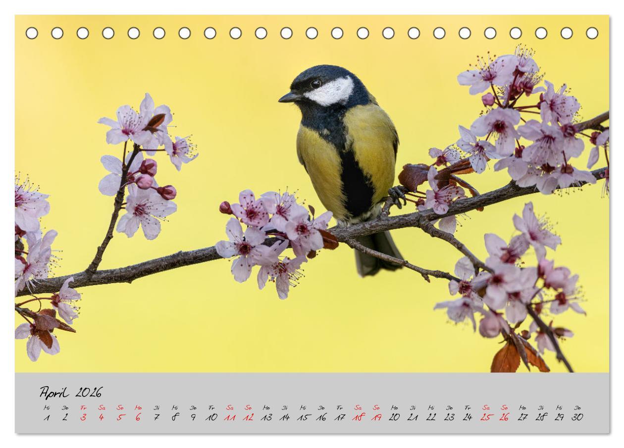 Beispielinhalt (Bild) Bunte Vögel am Futterplatz (Tischkalender 2026 DIN A5 quer), CALVENDO Monatskalender