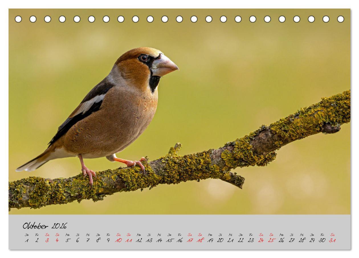 Beispielinhalt (Bild) Bunte Vögel am Futterplatz (Tischkalender 2026 DIN A5 quer), CALVENDO Monatskalender