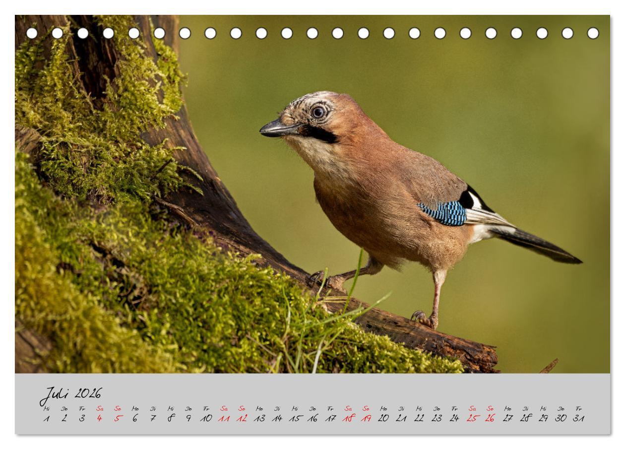 Beispielinhalt (Bild) Bunte Vögel am Futterplatz (Tischkalender 2026 DIN A5 quer), CALVENDO Monatskalender
