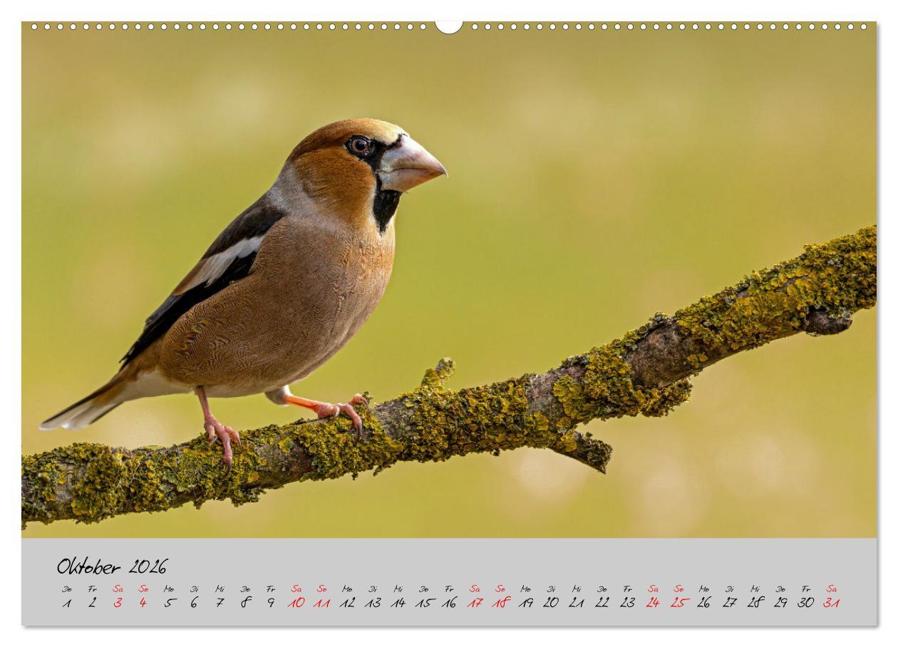 Beispielinhalt (Bild) Bunte Vögel am Futterplatz (hochwertiger Premium Wandkalender 2026 DIN A2 quer), Kunstdruck in Hochglanz