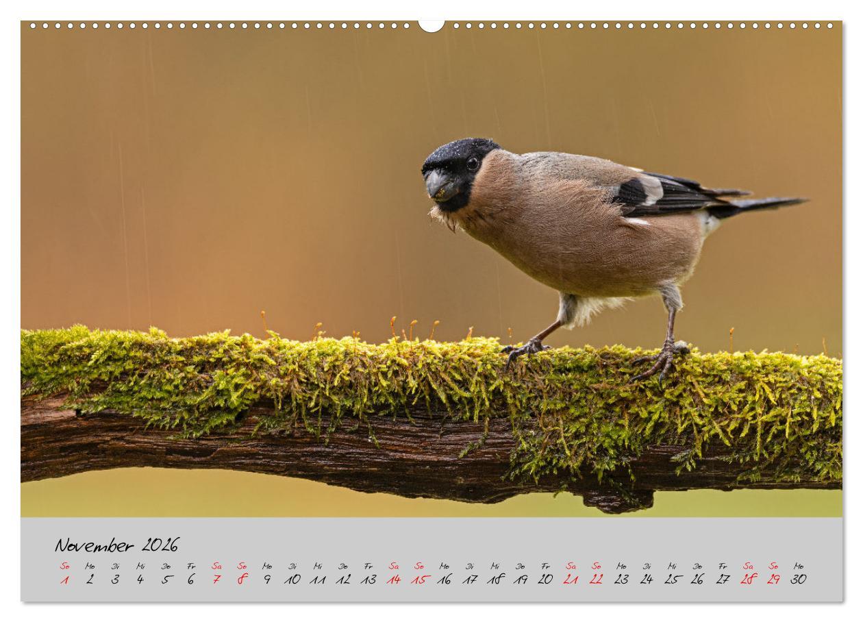 Beispielinhalt (Bild) Bunte Vögel am Futterplatz (hochwertiger Premium Wandkalender 2026 DIN A2 quer), Kunstdruck in Hochglanz