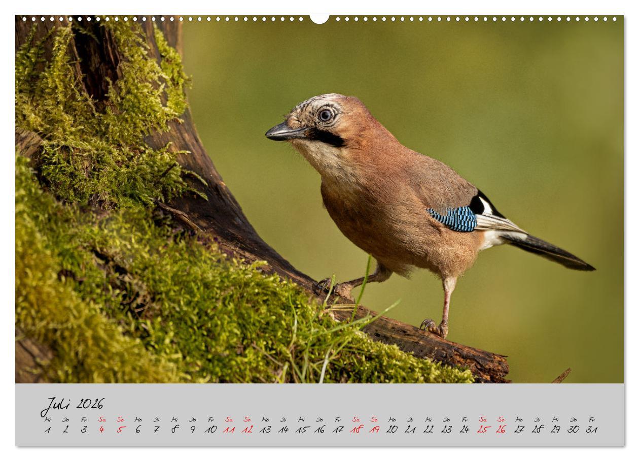 Beispielinhalt (Bild) Bunte Vögel am Futterplatz (hochwertiger Premium Wandkalender 2026 DIN A2 quer), Kunstdruck in Hochglanz