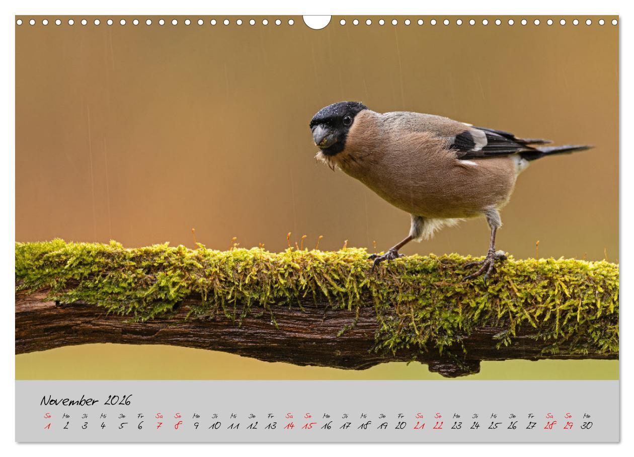 Beispielinhalt (Bild) Bunte Vögel am Futterplatz (Wandkalender 2026 DIN A3 quer), CALVENDO Monatskalender