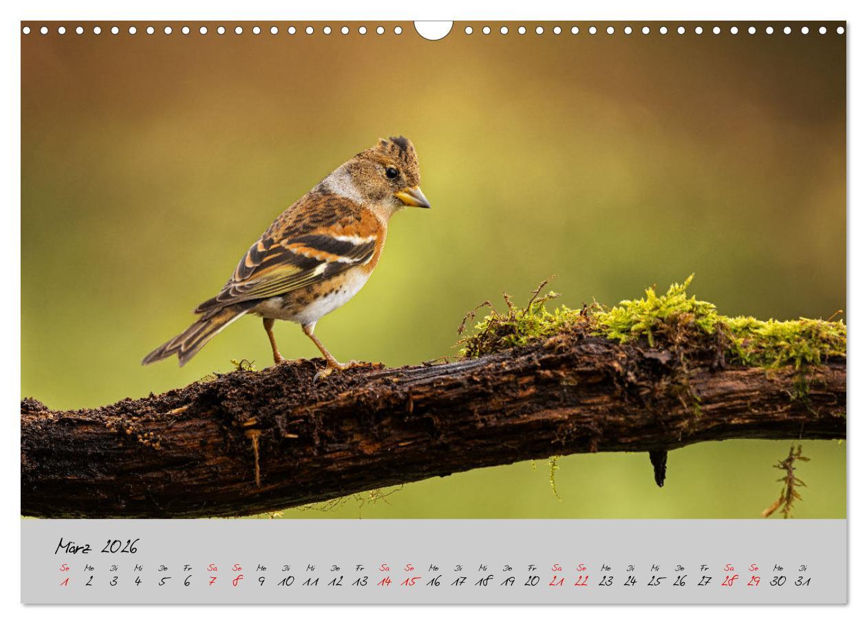 Beispielinhalt (Bild) Bunte Vögel am Futterplatz (Wandkalender 2026 DIN A3 quer), CALVENDO Monatskalender