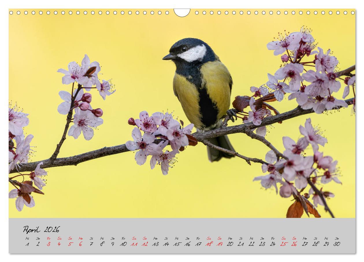 Beispielinhalt (Bild) Bunte Vögel am Futterplatz (Wandkalender 2026 DIN A3 quer), CALVENDO Monatskalender