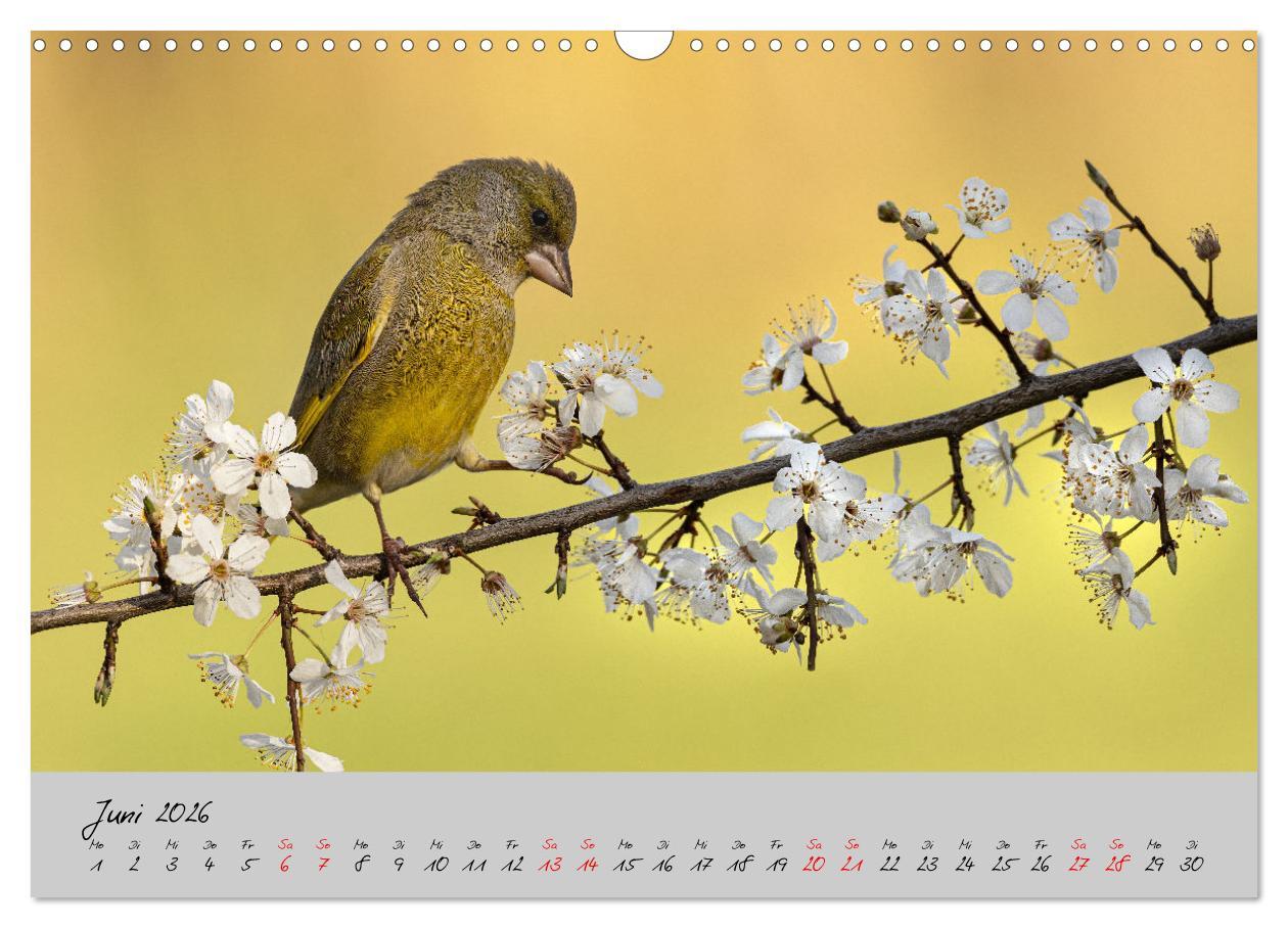 Beispielinhalt (Bild) Bunte Vögel am Futterplatz (Wandkalender 2026 DIN A3 quer), CALVENDO Monatskalender