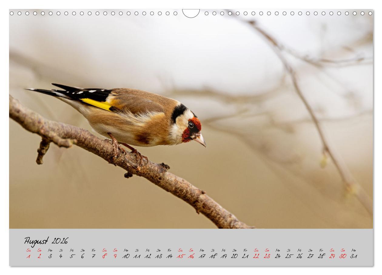 Beispielinhalt (Bild) Bunte Vögel am Futterplatz (Wandkalender 2026 DIN A3 quer), CALVENDO Monatskalender
